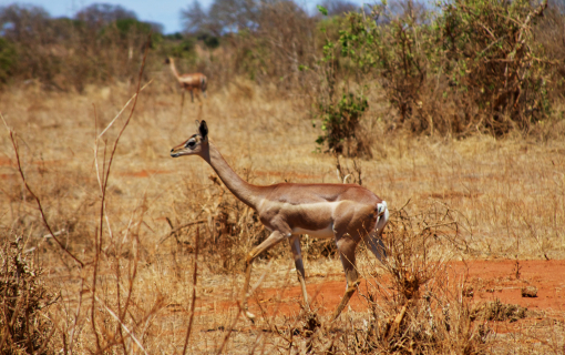 Gerenuk Safari