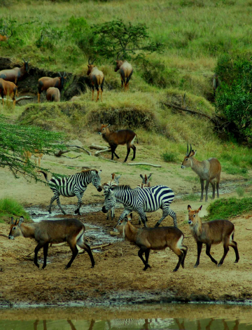 Mara North Conservancy