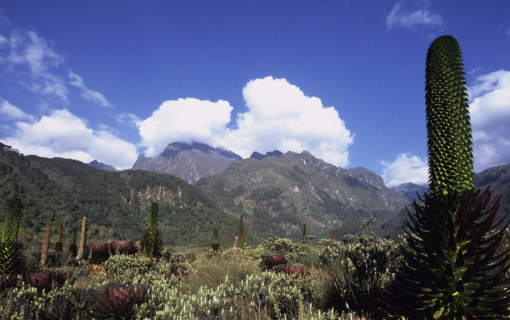 Ruwenzori National Park